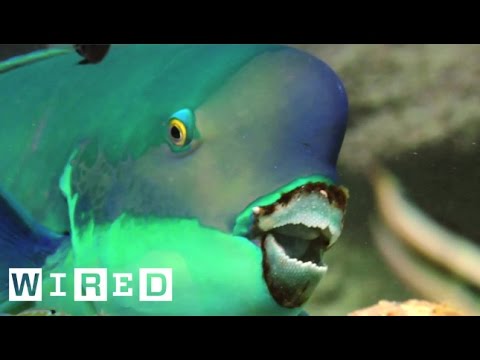 Absurd Creatures | This Fish Makes Hawaii&#039;s Beaches in an ... Interesting Way