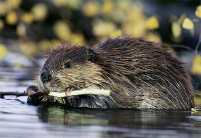 Beaver1231206221.Jpg