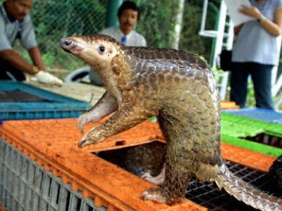 2004-2-23-23-Pangolin