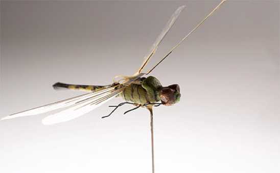 2000Insectothopter