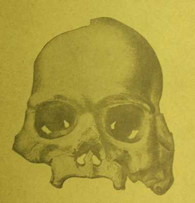 04Calaverasskull