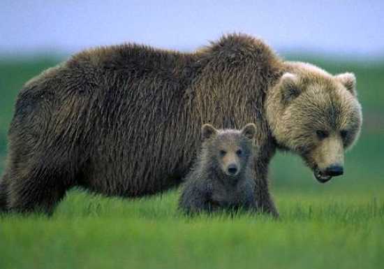 Ursus Arctos2