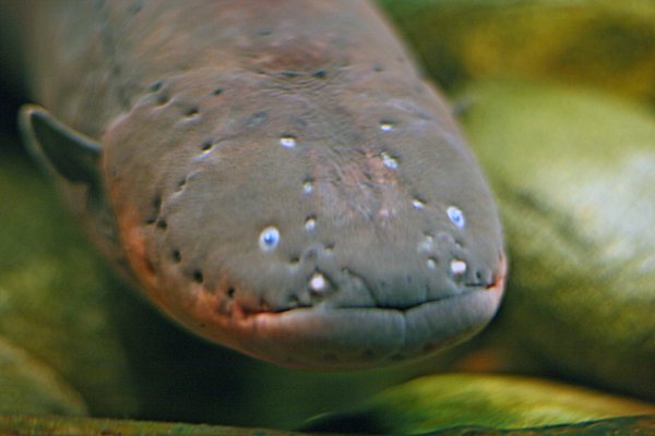 Electric-Eel