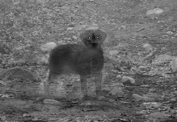 Ghost-Dog
