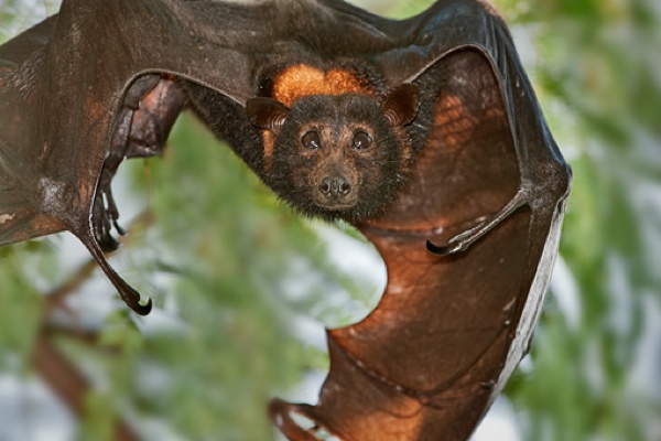 Wma079 Black-Flying-Fox