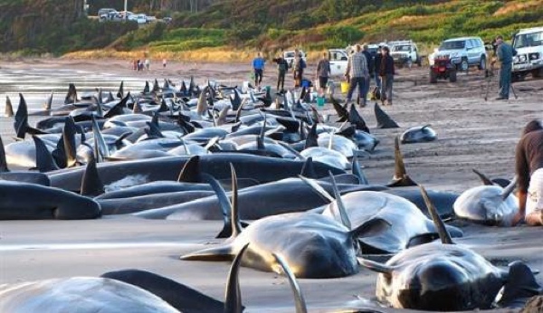 Whalesbeached Johnnievaart