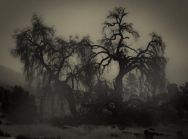 elm