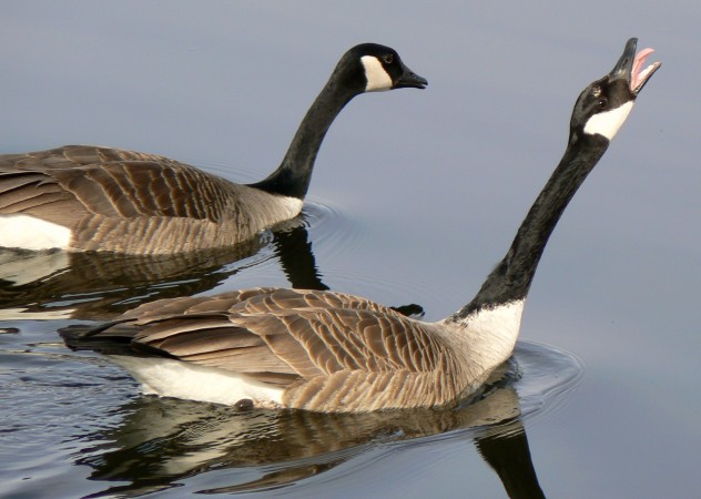 goose