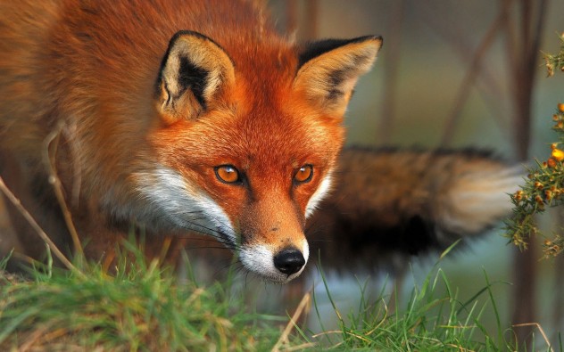 red-fox
