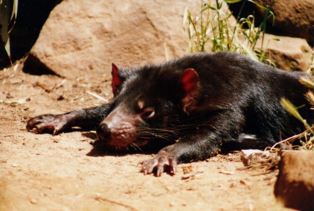 Tasmanian Devil Pictures (Dan Fellow)
