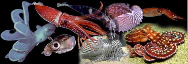 cephcombo.250a