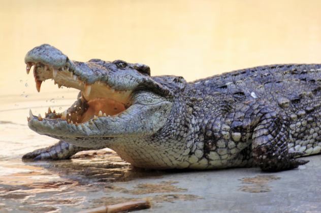 croc