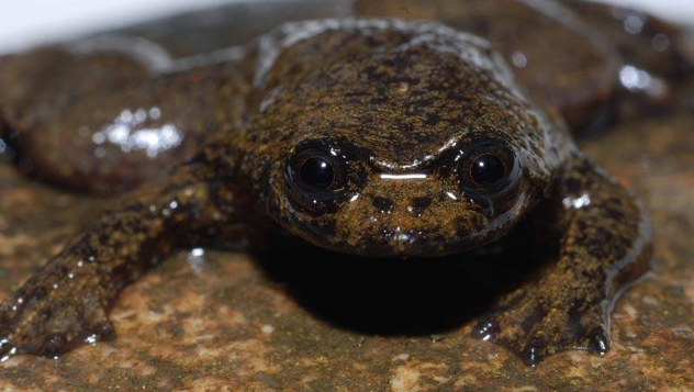 flatheafrog