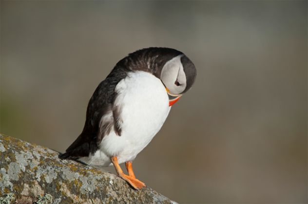 10-puffin