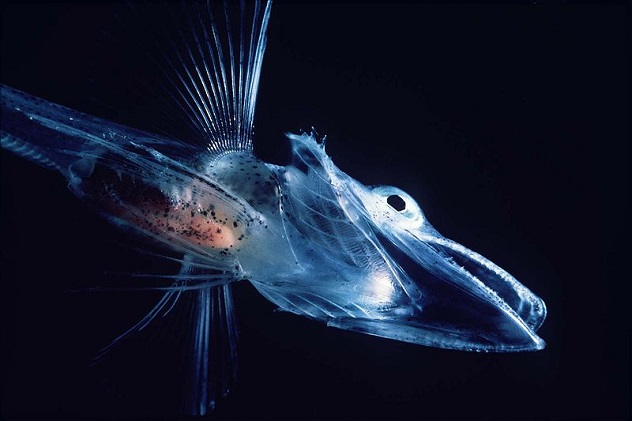 800px-Icefishuk