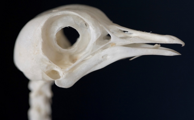 Bird Skull