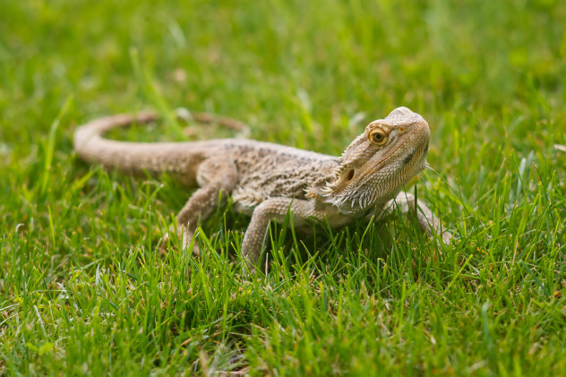 5 bearded dragon