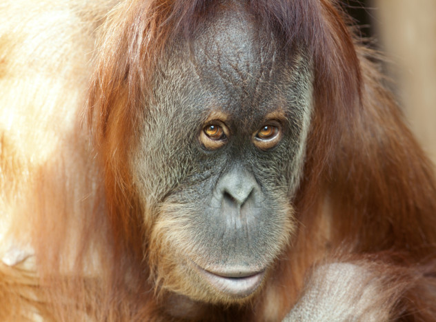 9 orang