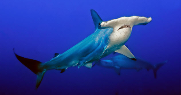 6-hammerhead-481364121