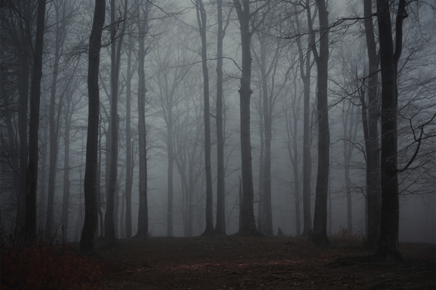 woods