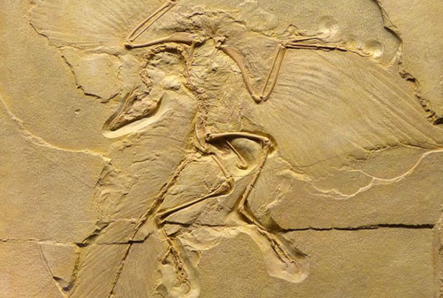 10-Archaeopteryx-lithographica
