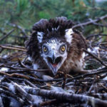 Top 10 Weird Animal Phobias