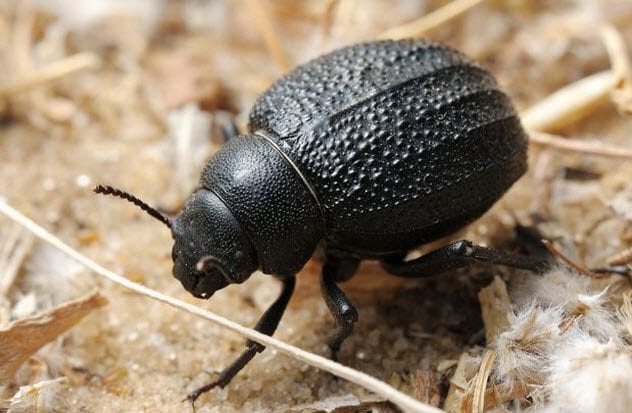 10-namib-desert-beetle