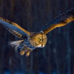 10 Amazing Animal Organs That Would Give You Superpowers