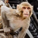 10 Crimes That Weren't Committed By Humans