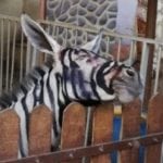 10 Offbeat Stories You Might Have Missed This Week (8/4/18)