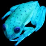 Top 10 Fascinating Discoveries Involving Fluorescence