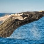 10 Uplifting Stories To Get You Through The Week (11/4/18)