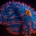 10 Craziest Alternatives To New Year's Fireworks