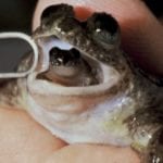 10 Weirdest Life Cycles In Nature