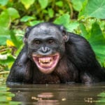 10 Reasons To Believe We Have Aquatic Ape Ancestors
