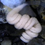 Top 10 Abilities Proving That Worms Are Weird
