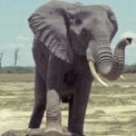 10 Most Oddball Communication Methods In Nature