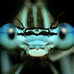 10 Strange Discoveries And Inventions Involving Insects