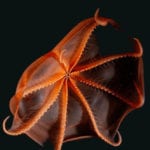 10 Creepy and Gruesome-Looking Sea Creatures