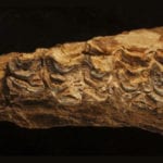 Top 10 Amazing Moments Captured In Fossils - 2020