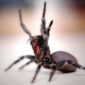 Deadly funnel web spider