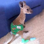 10 Great Things We Saw During The Australian Fire Crisis