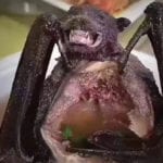 Top 10 Disgusting Foods The Chinese Eat [DISTURBING]