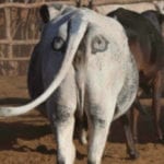 Top 10 Bizarre Conservation Ideas That Work