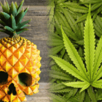 Top 10 Bizarre Ways People Smuggled Drugs