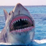 10 Shark Scenes Dissected By Scientists
