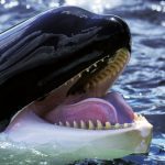 Top 10 Animals With Creepy Behaviors