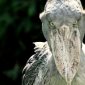 shoebill