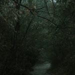 Top 10 Creepiest Forests Around the World