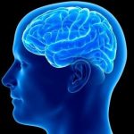 10 Unusual, Little-known Facts About the Human Brain